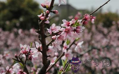 家里種什么樹催桃花 什么植物可以催桃花(圖文)