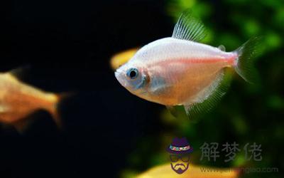 五行火命人養魚有什么風水問題？(圖文)