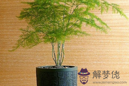 擺放風水植物需要注意哪些事項(圖文)