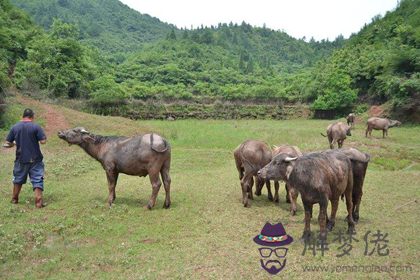 別壞了家居風水 養牛風水禁忌(圖文)