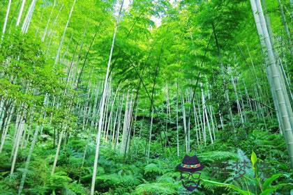 屬虎者家居養花的風水禁忌(圖文)