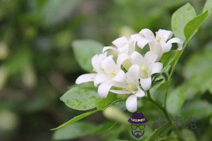 屬雞者家居養花的風水禁忌(圖文)