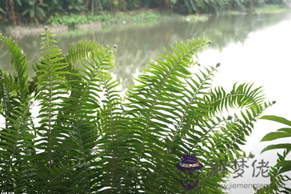 屬兔者家居養花的風水禁忌(圖文)