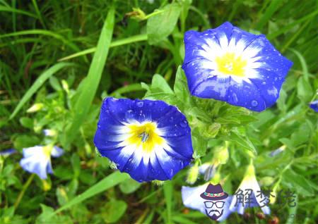 廠里面種植什么風水好