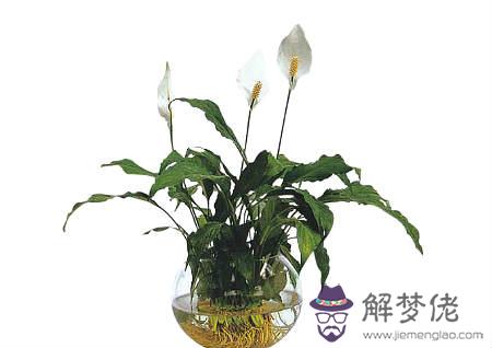 風水大廳擺什么植物好