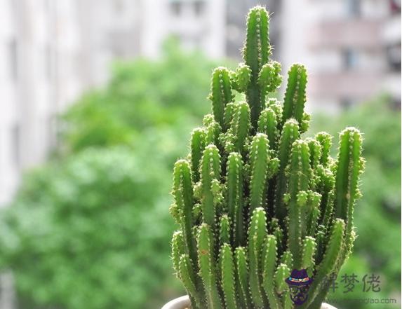 陽性植物風水 解夢佬