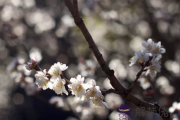 2017年2月5日是什麼節日