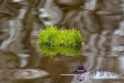 戊辰日生于午月解析 戊辰日生于午月命運好嗎