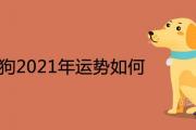 1970狗2021年運勢如何 51歲運程詳解