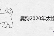 屬狗2020年太慘了為什麼 下半年運勢如何