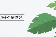 睡房種什麼植物好