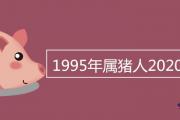 1995年屬豬人2020年運勢