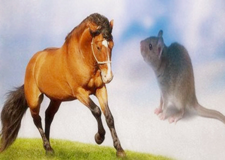 鼠和馬的屬相合不合