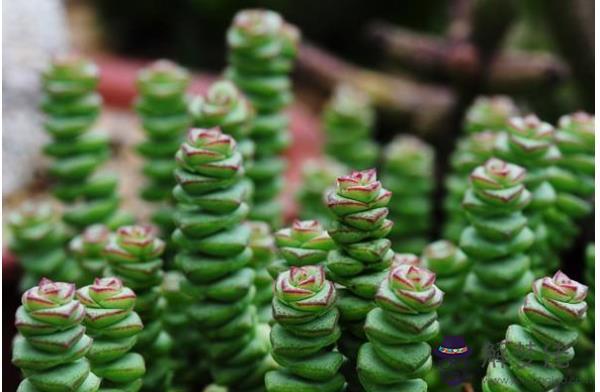 家里種值什麼植物旺財 這4種最適合