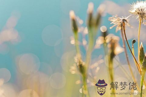 2021年金命的人家里適合擺什麼植物旺財