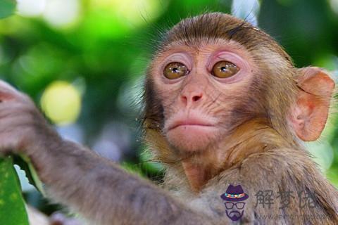 1990年出生41歲生肖猴2021年運勢及運程,生肖猴2021年每月運程詳解