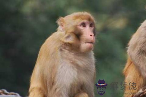 2016年屬猴人2021年運勢男命 16年出生5歲生肖猴男2021年運程詳解