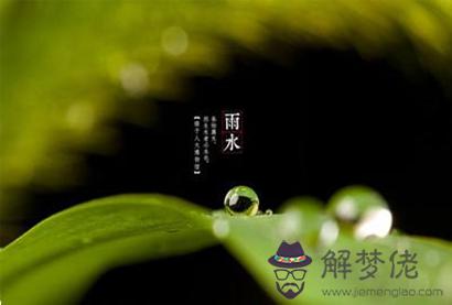 雨水節氣出生的屬狗人命運解析 屬狗雨水出生命格好不好？(圖文)