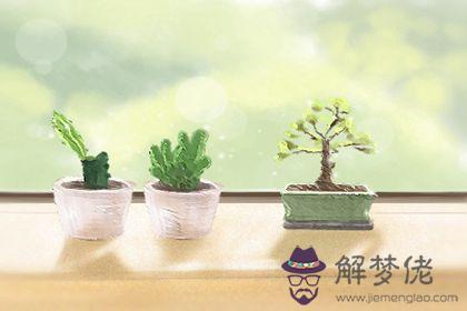 旺財運的植物 仙人掌仙人球(圖文)