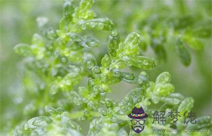 2020年雨水前一天是祭祀吉日嗎,2020年雨水幾分幾秒開始？(圖文)