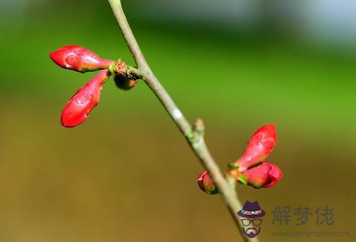 屬猴的人陽歷2月3日—2月5日立春出生是水瓶座嗎？(圖文)