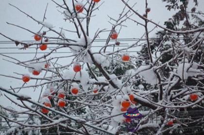 2019年小雪不是辦喜事吉日嗎,關于描寫小雪詩句摘抄分享(圖文)