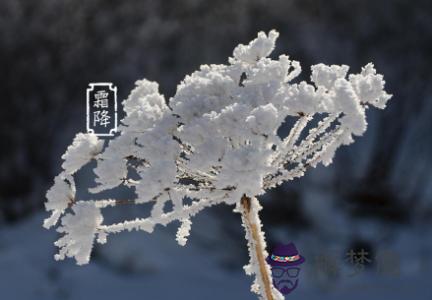 今年霜降是在幾號 霜降為什麼還稱為霜刀霜劍？(圖文)