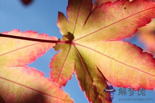 秋分節氣特點介紹 秋分送秋牛是什麼意思？(圖文)