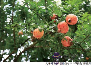 2019處暑是不是黃道吉日 幾點幾分為處暑？(圖文)