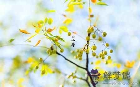 2019年小暑前一天日子適合燒香拜佛嗎,小暑吃芒果有何好處？(圖文)