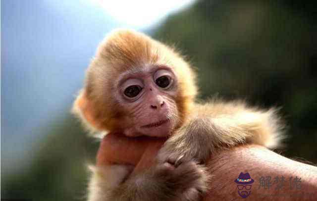 屬猴子時出生是什麼命？關于生肖猴人你了解多少？(圖文)