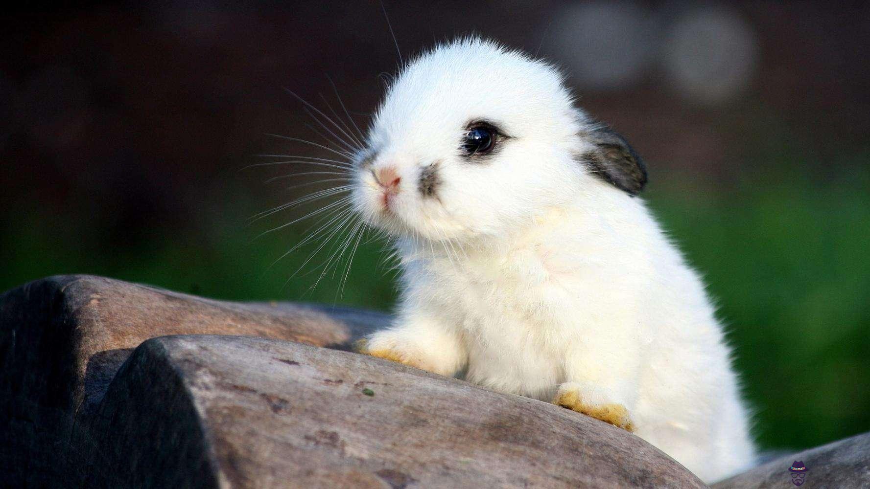 寅時出生的生肖兔好不好？哪個年份出生的生肖屬兔？(圖文)