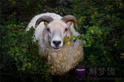 十月生屬羊人的運勢如何 屬羊幾月生好