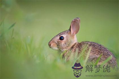 子時出生的屬兔的女孩子是什麼命 五行屬什麼