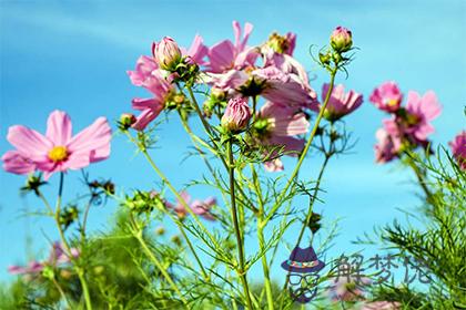 一年四季頭開花是什麼生肖