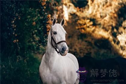 屬馬的男人花心嗎 屬馬的婚配和誰最配