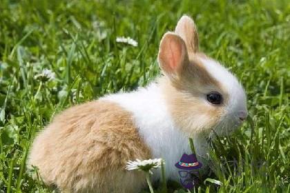 屬兔的女孩幾月出生最好命 生肖兔解析