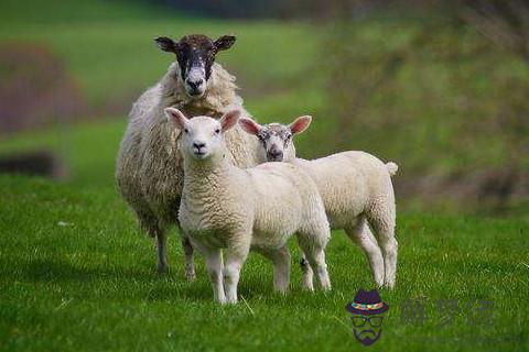 生于農歷五月屬羊人好不好命運