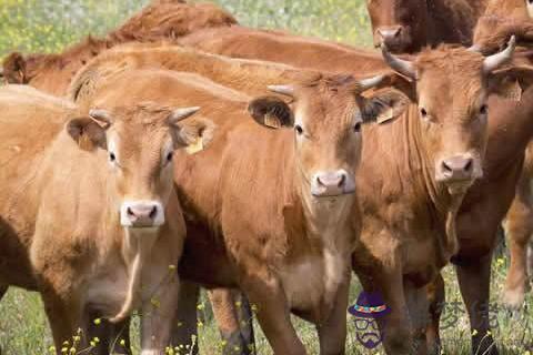 屬牛的農歷七月是什麼命