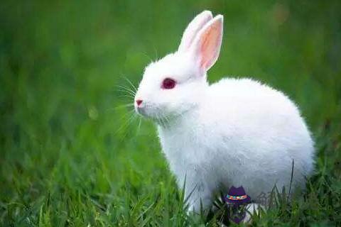 屬兔的農歷十一月是什麼命