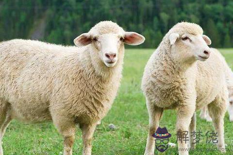 生肖屬羊B型血人的性格特征分析