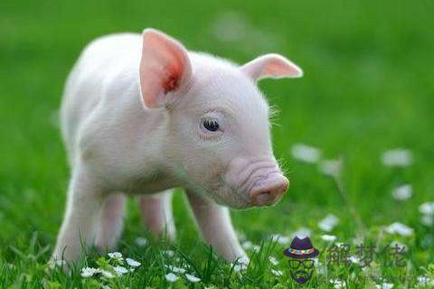 屬豬幾月生是一等命 屬豬幾月最有福氣