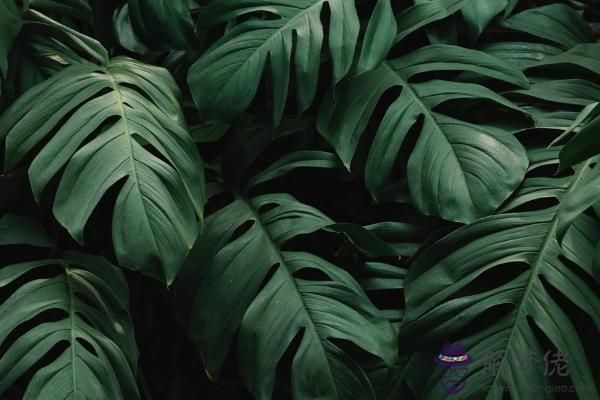 臥室宜放什麼風水植物 風水植物擺放宜忌