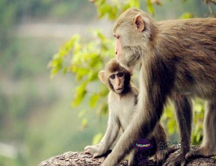 屬猴人本命年需要注意什麼