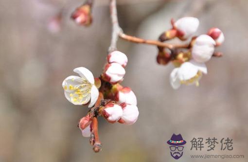 本命年送什麼禮物好 女士虎年