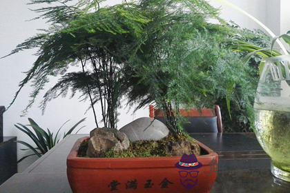 文竹怎麼擺能給家里招好運(圖文)