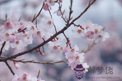 如何化解爛桃花 用什麼方法化解(圖文)