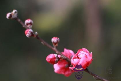 如何化解爛桃花 用什麼方法化解(圖文)