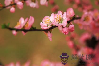 犯桃花怎麼破 用什麼方法破解(圖文)