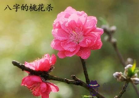 怎麼查八字帶桃花